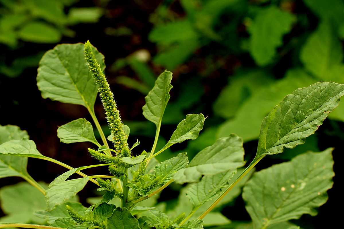 amaranth flowers