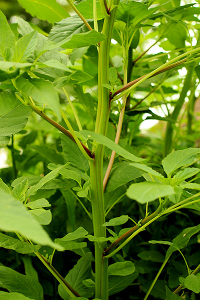 amaranth stem