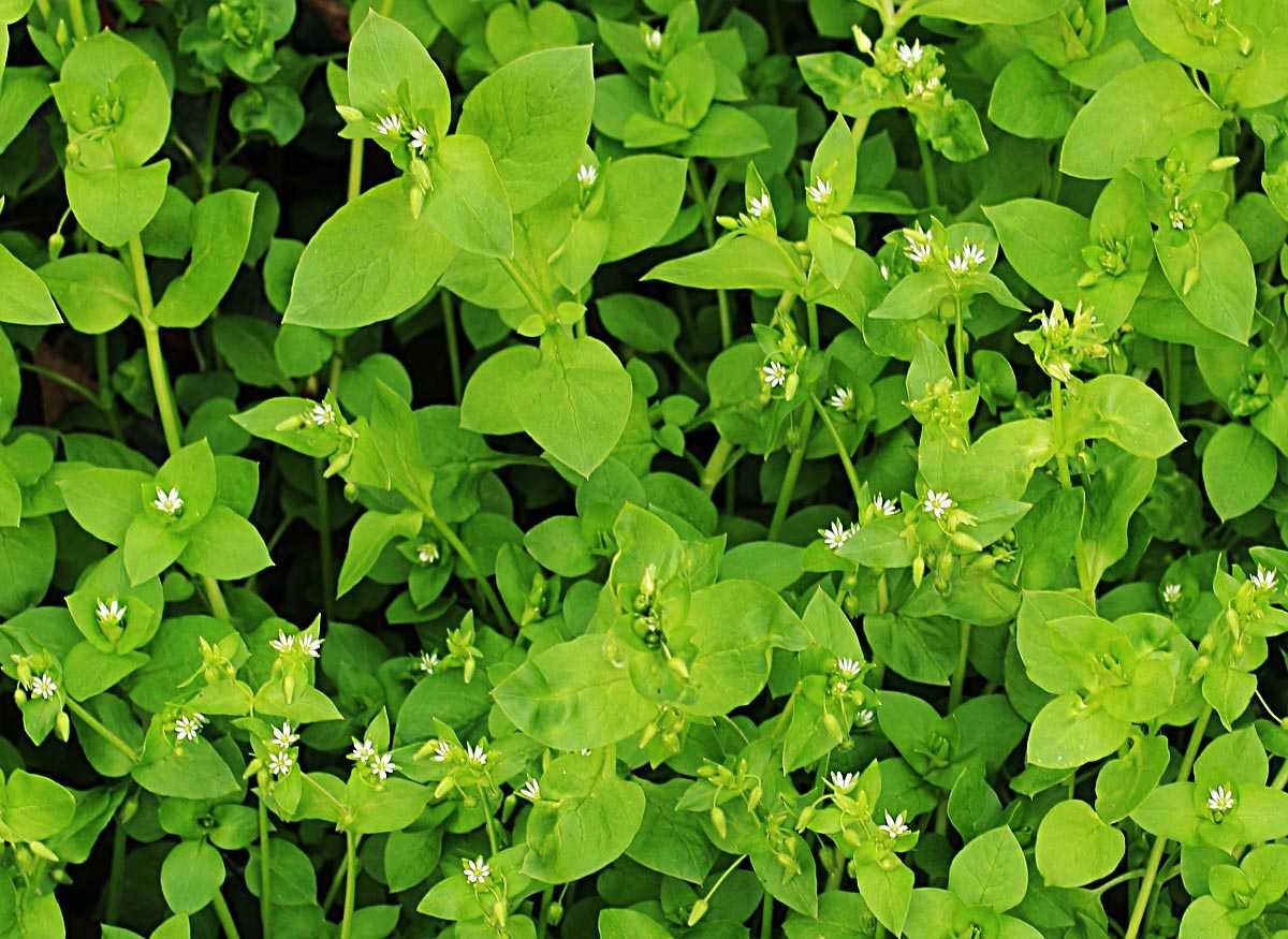 Common chickweed (Stellaria media)