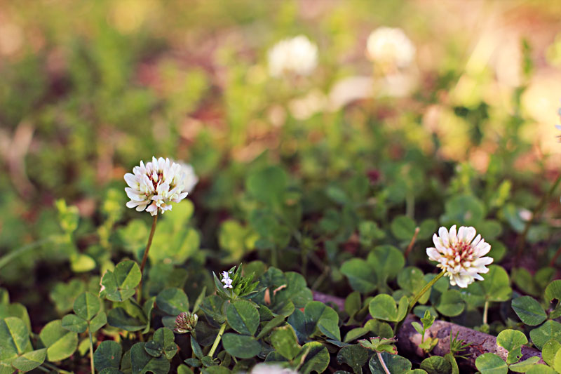 Clover flowers