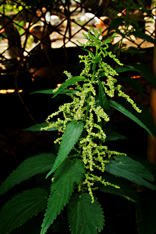 stinging nettle flower purple