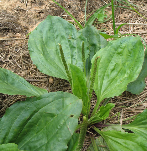 plantago