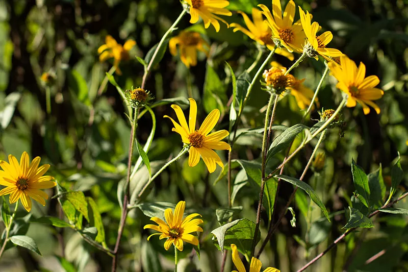 Jerusalem artichoke flowers 