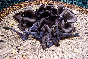 Black trumpet mushrooms