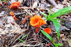 Cinnabar mushrooms