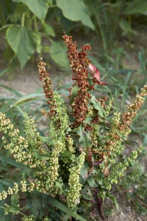 Curly dock flowers and seeds