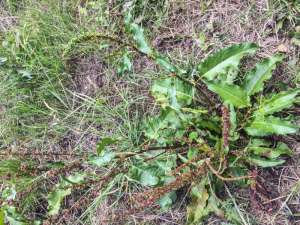 Yellow Curly Dock Weed