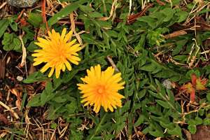 Common dandelion, Taraxacum officinale