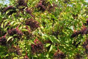 Ripe elderberries on the tree