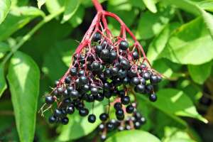 Elderberry cluster