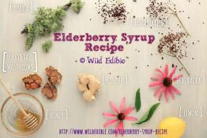 Elderberry syrup recipe ingredients