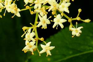 Elderflower closeup