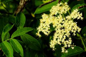 Elderflower umbel and leaves