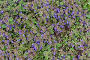 Ground ivy blooming from above