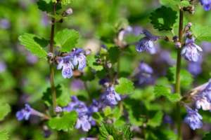 Ground ivy in bloom