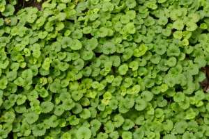 Ground ivy leaves