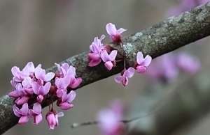 Redbud flowers