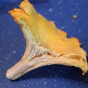 Chanterelle torn in half