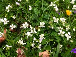 White violet flowers