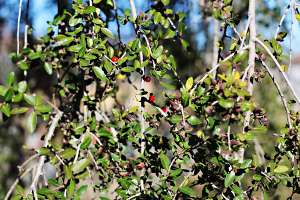 Yaupon holly with berries