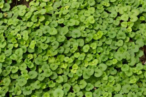 Ground ivy: an edible yard weed