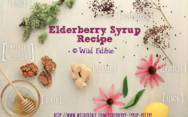 Elderberry syrup recipe ingredients