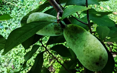 Pawpaws hanging from branch