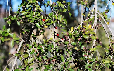 Yaupon holly with berries