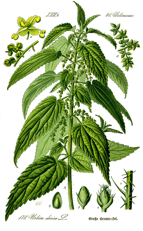 Urtica dioica illustration