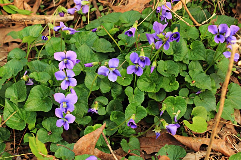 violet flower tree name